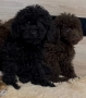 Пудел мини , снимка 2