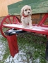 Американски кокер шпанол, снимка 7
