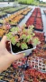 Седум Триколор, Sedum Spurium Tricolor, снимка 10