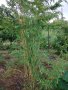 Бамбук Вивакс жълт Phyllostachys vivax 'Aureocaulis' , снимка 4