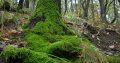 Естествен мъх, снимка 3