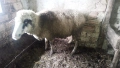 Продавам голяма овца, снимка 3