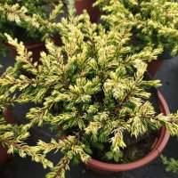 Хвойна Голдшатс, Juniperus Goldschats, студоустойчива!!, снимка 4 - Градински цветя и растения - 38563034