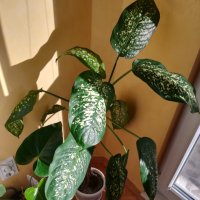 Дифенбахия-стайно растение, снимка 5 - Стайни растения - 43971427