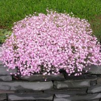 Гипсофила(каскадна)-бяла и розова, снимка 1 - Градински цветя и растения - 38121803