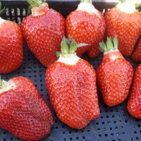 продавам расад ягоди и малини, снимка 9 - Разсади - 32538585