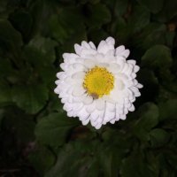 Градинска маргаритка - разсад, снимка 2 - Градински цветя и растения - 39963921
