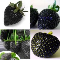 200 семена от плод черна ягода черни ягоди органични плодови ягодови семена от вкусни ягоди отлични , снимка 4 - Сортови семена и луковици - 27609805