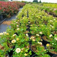Мини рози, многогодишни, студоустойчиви!!, снимка 5 - Градински цветя и растения - 44126071