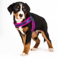 Нов розов нагръдник за куче Max Molly XL, снимка 2 - За кучета - 40307817