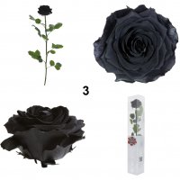 Естествени стабилизирани рози и цвят роза-за дома, подарък, декорация с мъх, снимка 10 - Декорация за дома - 31836873