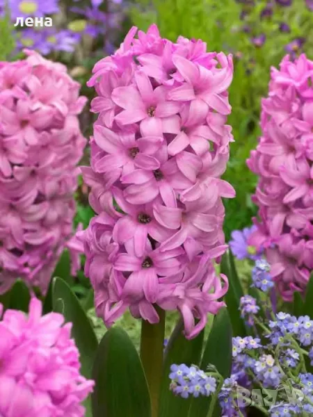 Пролетни цветя , снимка 1