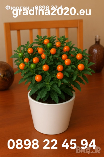 Соланум, снимка 1