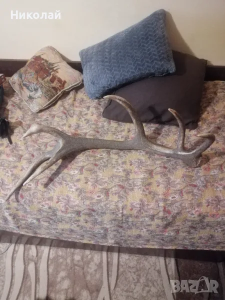 Голям еленов рог, снимка 1