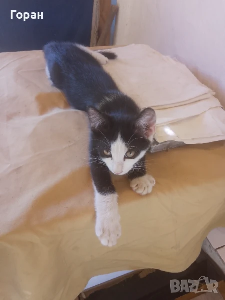 Подарявам малки котета , снимка 1