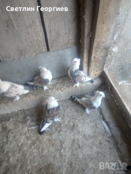 Продавам салтанети, снимка 1