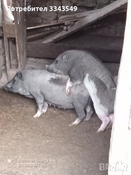 Заплодено женско , снимка 1