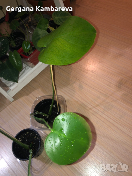 Monstera deliciosa , снимка 1