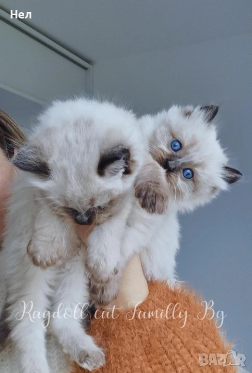 Ragdoll рагдол/регдол  котета мъжки, снимка 1