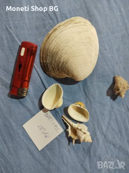 Океански дарове., снимка 1