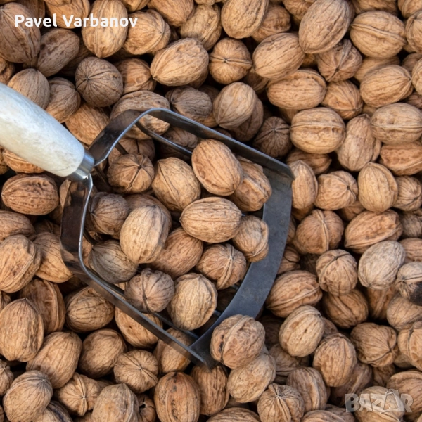Продавам орехи реколта 2025, снимка 1