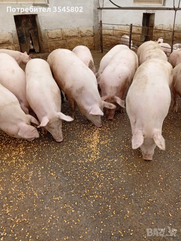 Прасета 6лв/кг, снимка 1