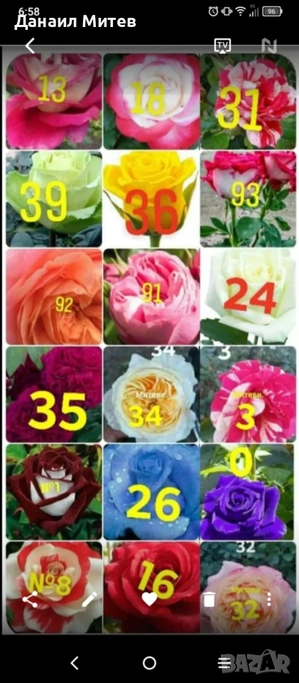 промоция рози гол корен, снимка 1