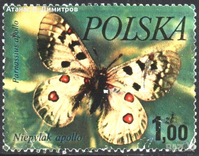 Клеймованa маркa Фауна Пеперудa 1977 от Полша, снимка 1