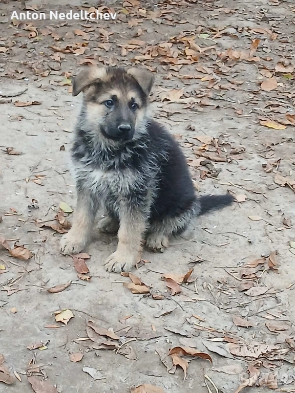 мъжко куче на два месеца немска овчарка, снимка 1