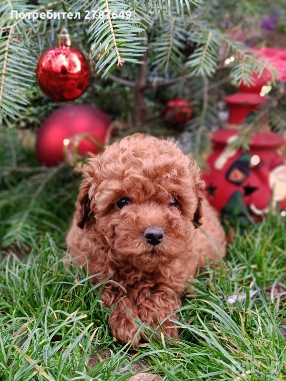 Той пудел момче, снимка 1