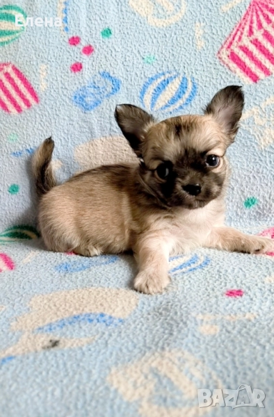 чихуахуа момченце чистокръвно , снимка 1