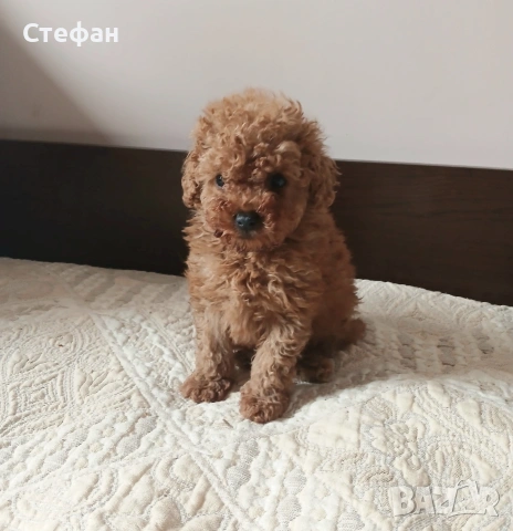 Пудел той момченце 