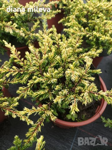 Хвойна Голдшатс, Juniperus Goldschats, студоустойчива!!, снимка 4 - Градински цветя и растения - 38563034