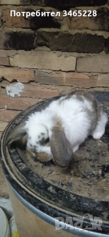 Кочовати зайци, снимка 2 - Други животни - 53248125