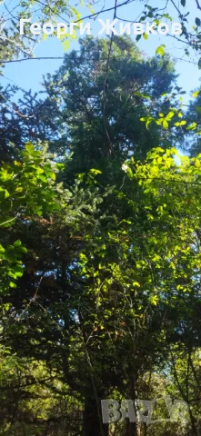 Парцел, снимка 2 - Парцели - 47712585