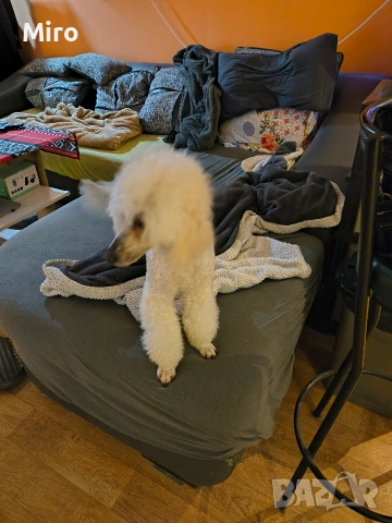 Мъжки среден пудел, снимка 2 - Пудели - 53442211