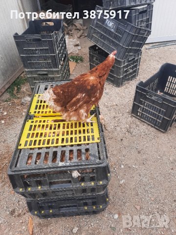 продавам кокошки носачки за яйца