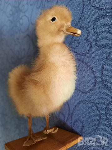 Сувенир патенце, снимка 5 - Декорация за дома - 44877757