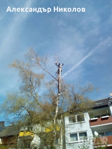 озеленяване рязане на високи дървета чистене на градини оформяне на жива плет , снимка 17 - Строителни работници - 53126101