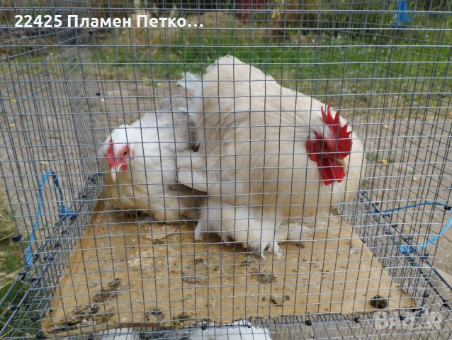  Чифт Бобтейл мини кохин , снимка 3 - други­ - 51082268