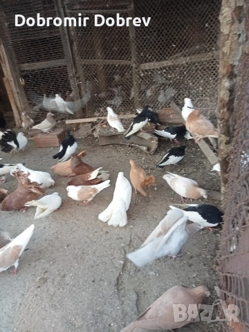 Гълаби , снимка 10 - Гълъби - 52928655