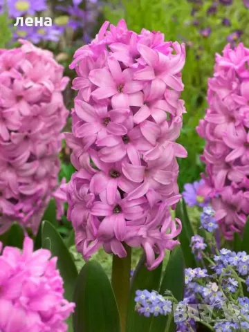 Пролетни цветя , снимка 1