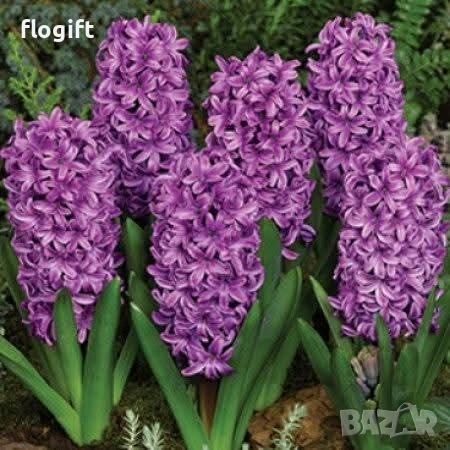 Иглика,Карамфил,Теменужка,Парички,Циклама,Зюмбюл за 8 Март, снимка 9 - Градински цветя и растения - 53012453