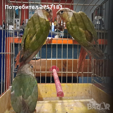 папагали пирура 3 бр 2025г, снимка 4 - Папагали - 53503068