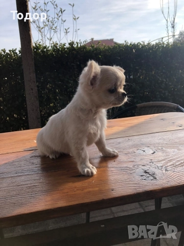 Продавам мини чихуахуа , снимка 2 - Чихуахуа - 52997997