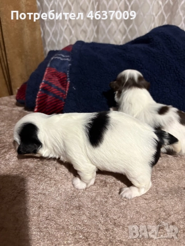 Японски хинчета, снимка 2 - Други - 52230214