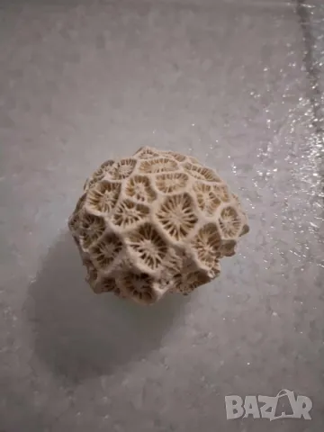 корал от Индийския океан, снимка 2 - Декорация за дома - 48468127