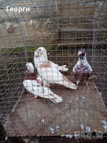 Мюлеманси , снимка 5 - Гълъби - 53283970