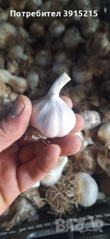 Български чесън.Имам и пролетен., снимка 4 - Домашни продукти - 52330286