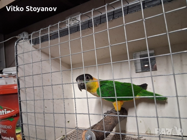 Чернотеменен Амазонек-Кайка, снимка 2 - Папагали - 52551964